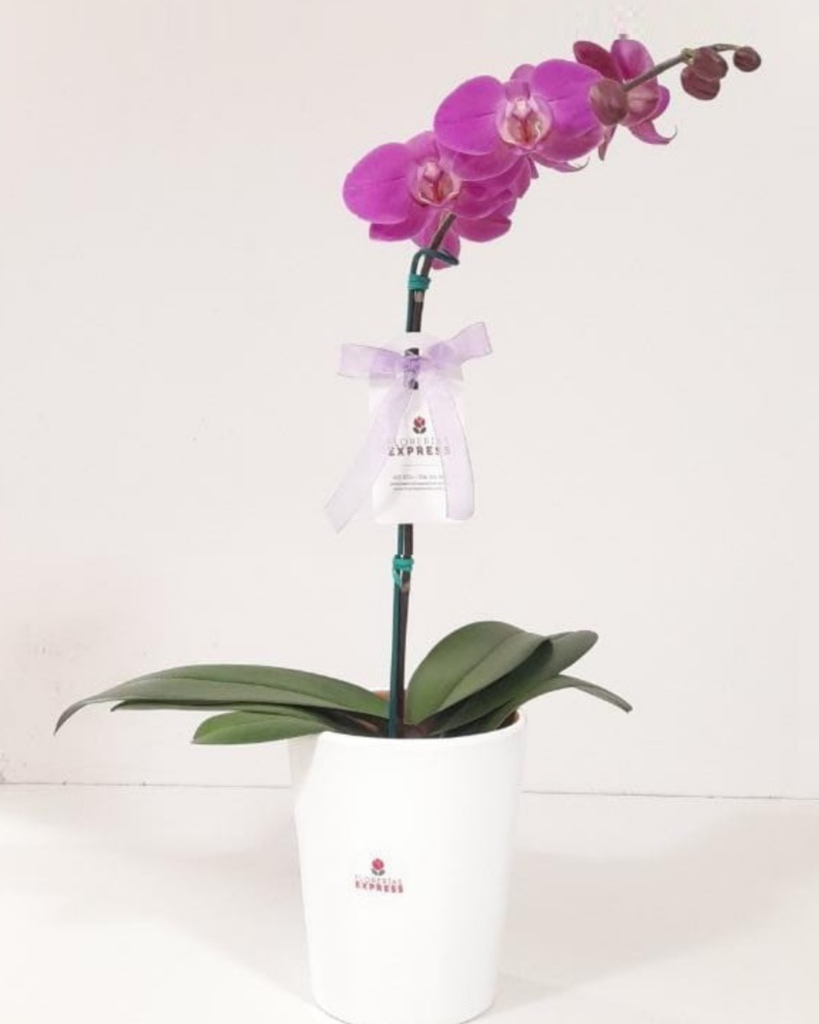 D4 - Orquídea Morada / Lila. Alt aprox. 60 cm