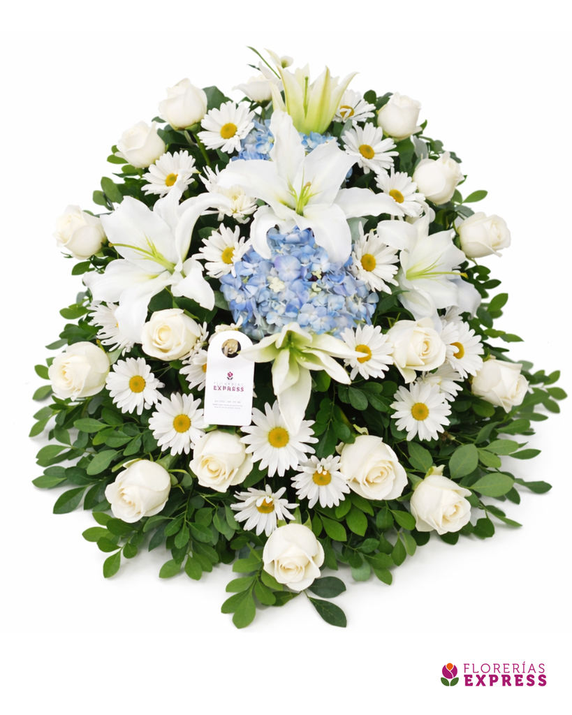 Lágrima o Manto mediano 2 - 1 cara