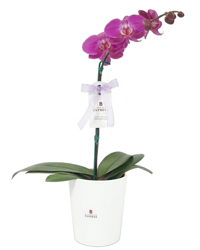 Orquídea Morada / Lila. Alt aprox. 60 cm