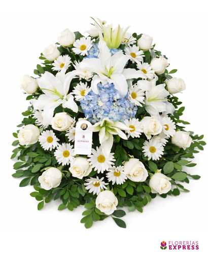 Lágrima o Manto mediano 2 - 1 cara