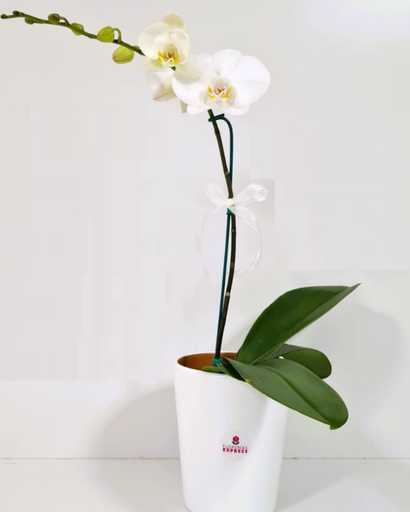 D3 - Orquídea Blanca - Alto aprox 60 cm