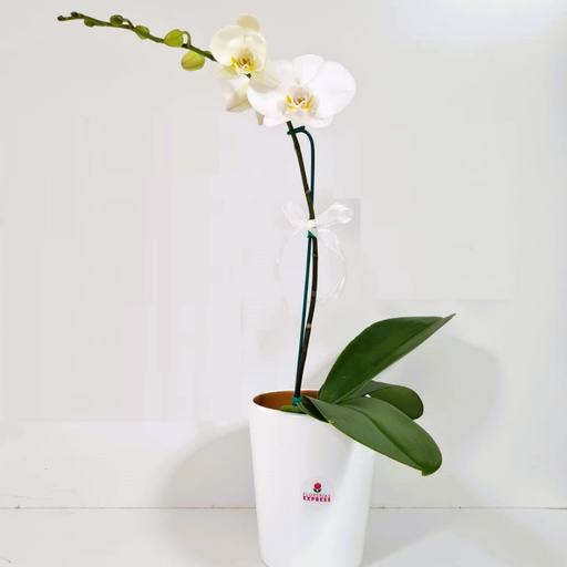 D4 - Orquídea blanca. Alto aprox 60 cm