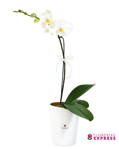 Orquídea Blanca - Alto aprox 60 cm