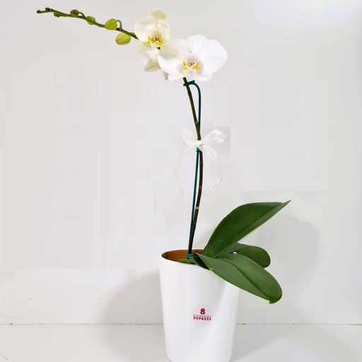 Orquídea Blanca - Alto aprox 60 cm